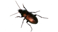 Glatthalsiger Buntgrabläufer_4.jpg